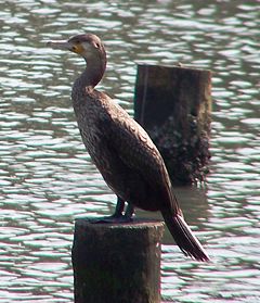 Голям корморан (Phalacrocorax carbo)